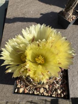 Coryphantha radians